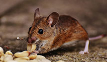 24 Hour & Emergency Exterminators in Oil Creek, PA